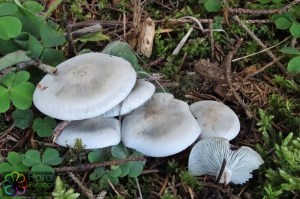 clitocybe odora var alba